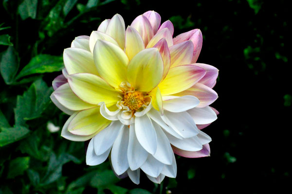 flower at The Elizabethan Gardens  in NC