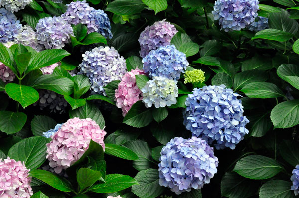 flowers at The Elizabethan Gardens  in NC