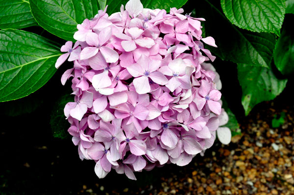 flower at The Elizabethan Gardens  in NC