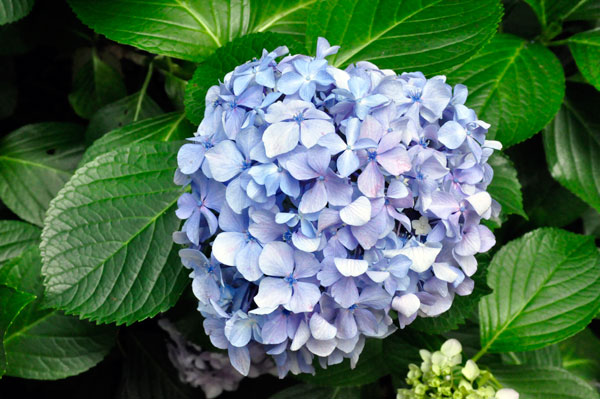 flower at The Elizabethan Gardens  in NC