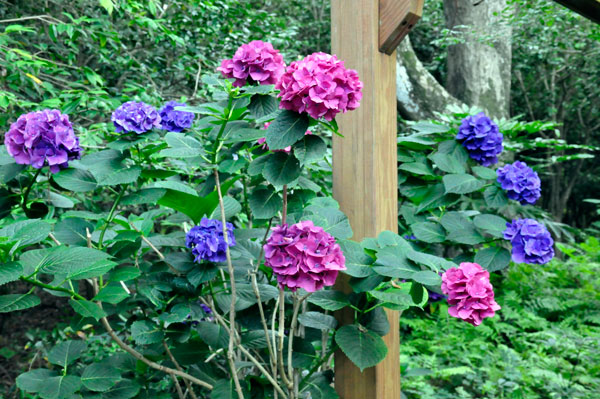 flowers at The Elizabethan Gardens  in NC