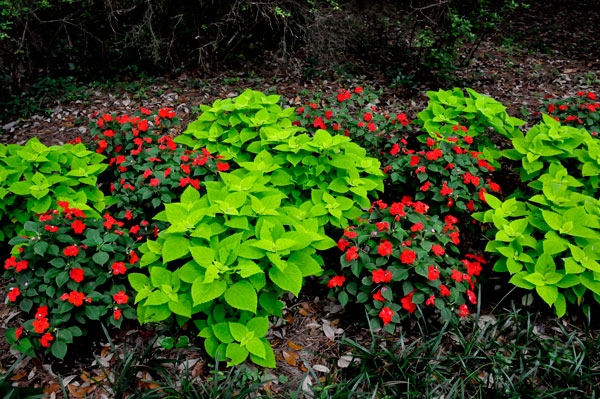 flowers at The Elizabethan Gardens  in NC