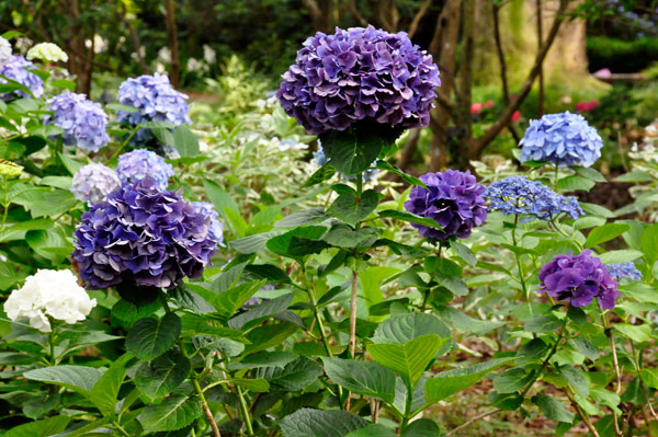 flowers at The  Elizabethan Gardens in NC