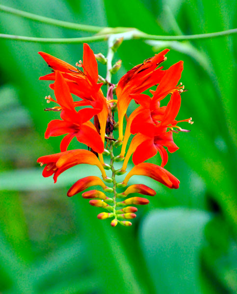 flower at The Elizabethan Gardens  in NC
