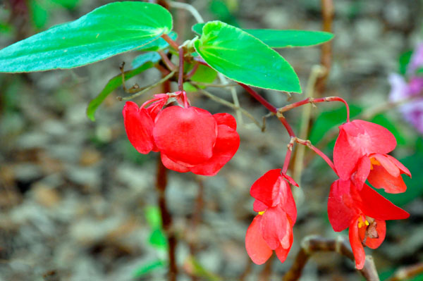 flowers at The Elizabethan Gardens  in NC