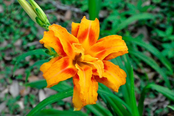 flower at The Elizabethan Gardens  in NC