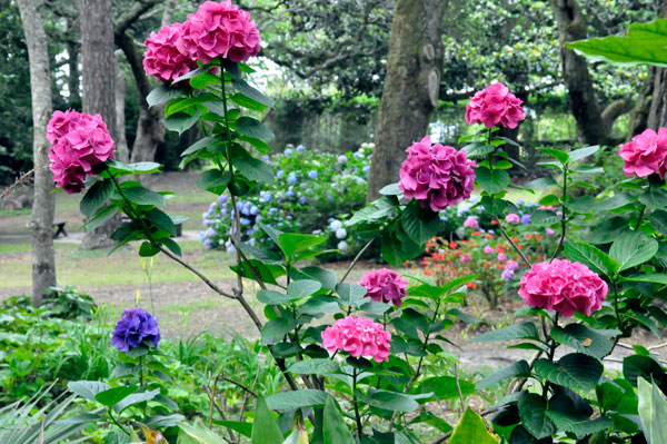 flowers at The Elizabethan Gardens  in NC
