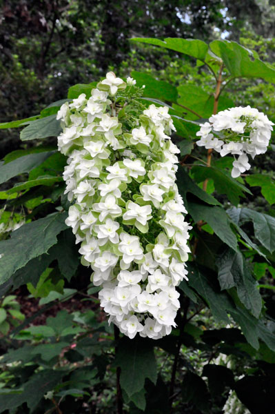 flower at The Elizabethan Gardens  in NC