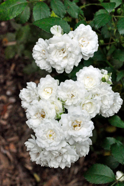 flowers at The Elizabethan Gardens  in NC