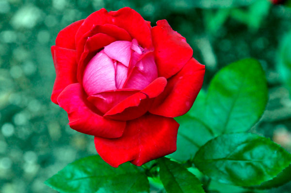 flower at The Elizabethan Gardens  in NC