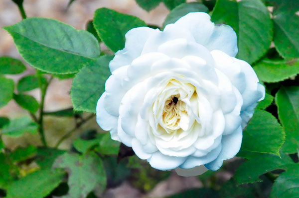 flower at The Elizabethan Gardens  in NC