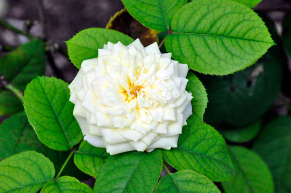 flower at The Elizabethan Gardens  in NC
