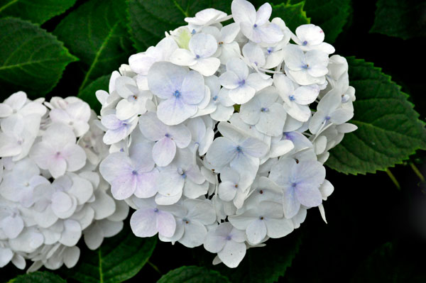 flower at The Elizabethan Gardens  in NC