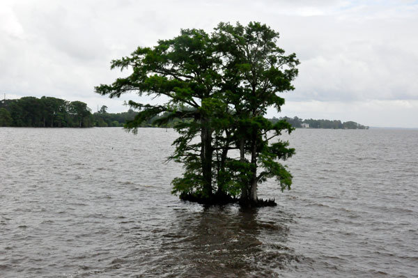 island tree in Albermarle Sound