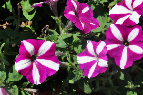 Flowers at Sharon's house