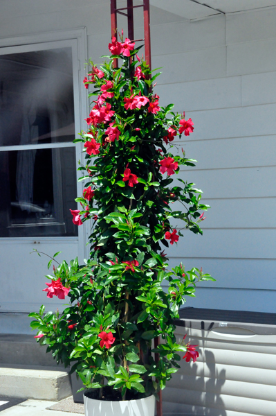 Flowers at Sharon's house