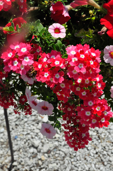 Flowers at Sharon's house