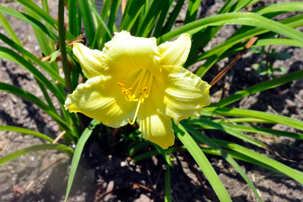 Flower at Sharon's house