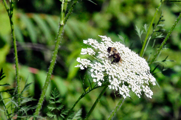 flower and a bee at Canal Park