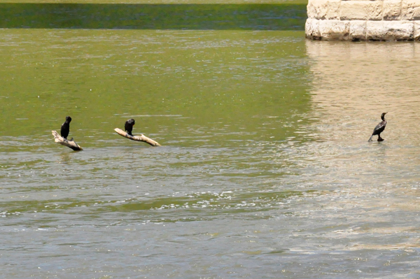 birds on the Muskingum River