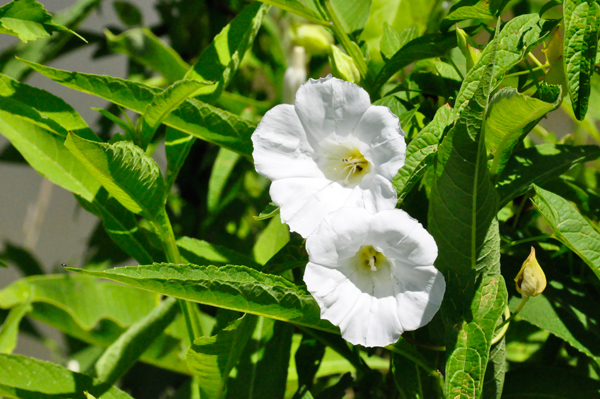 flowers at Canal Park