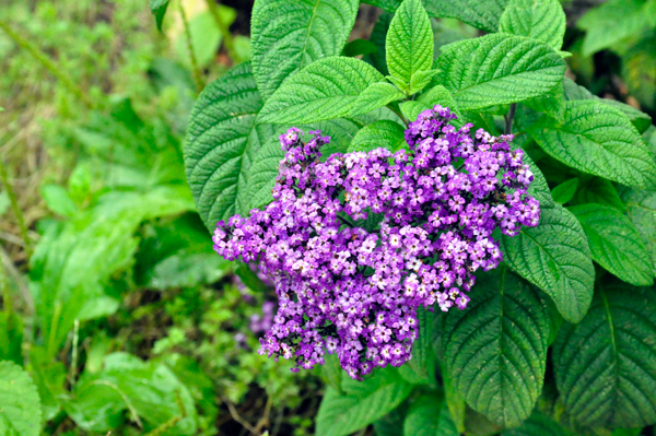 flowers