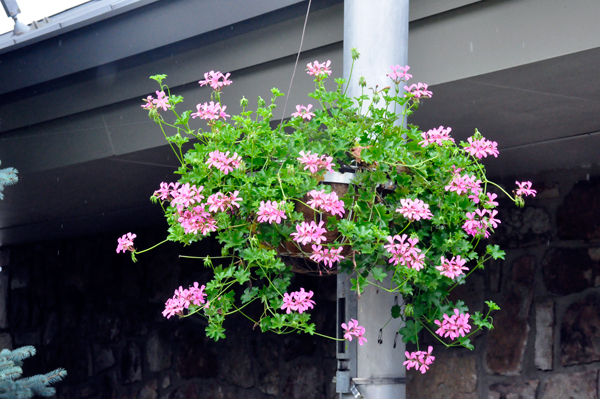 flower basket