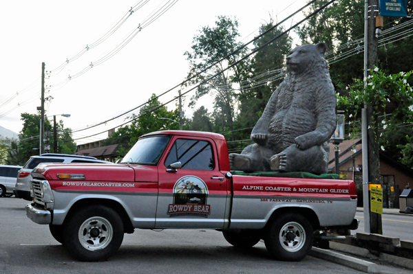 bear in a pickup truck