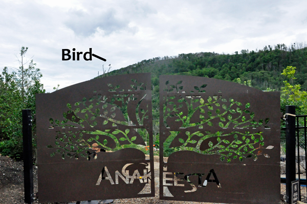 bird and fancy fence