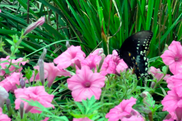 flowers and a butterfly