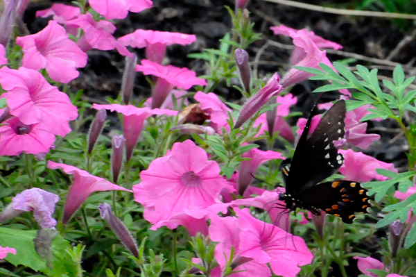 flowers and a butterfly