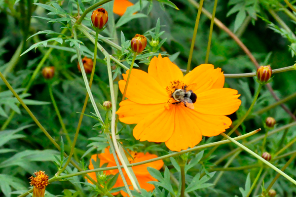 flower and a bee