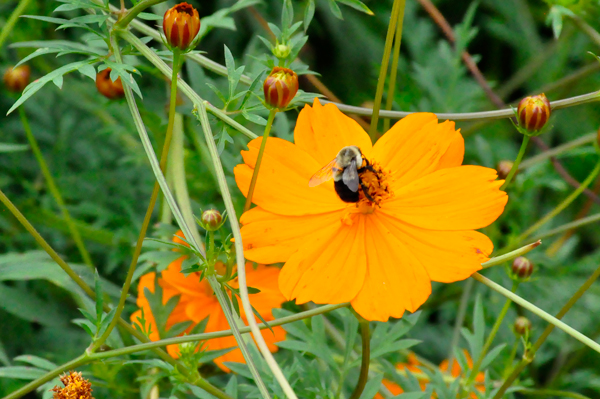 flower and a bee