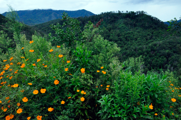 flowers and the mountains