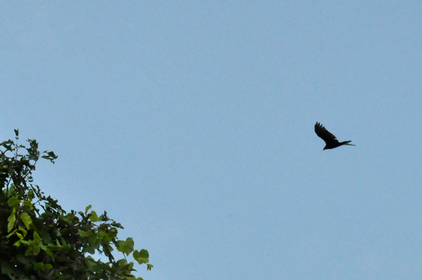 big bird flying over the ski lift