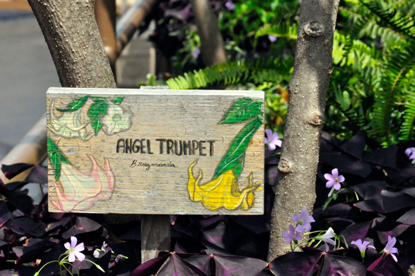 Angel Trumpet sign