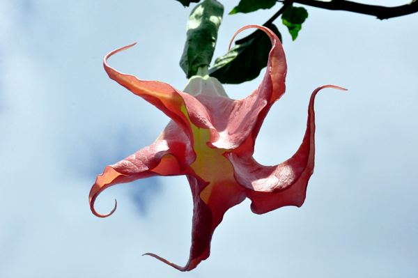 pink Angel Trumpet