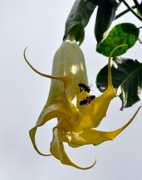 yellow Angel Trumpet and bees
