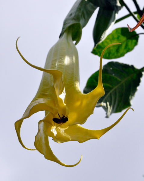 Yellow Angel Trumpet and a bee