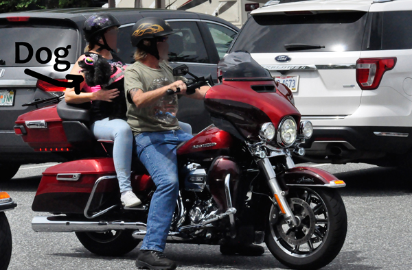 dog on a motorcycle