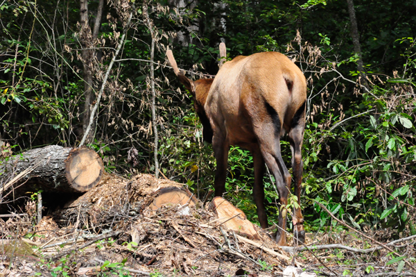 elk butt