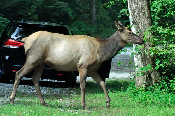 elk