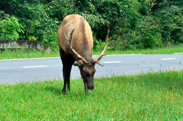 elk