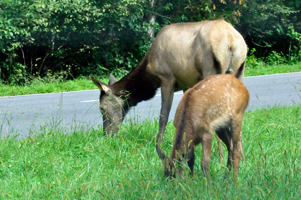 2 elk