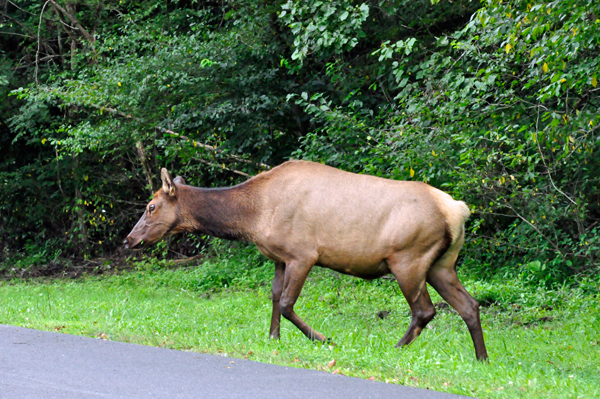 elk