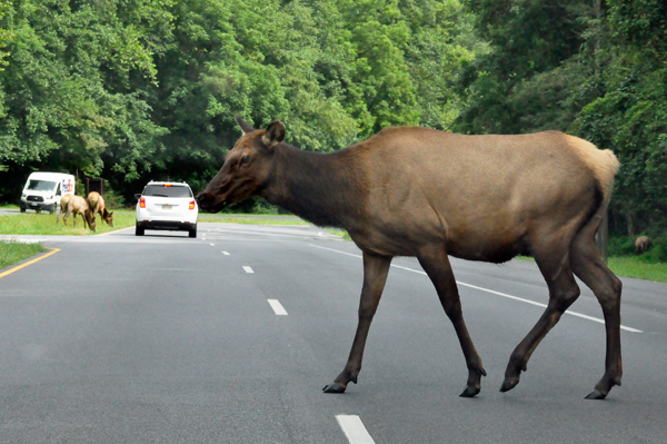 elk