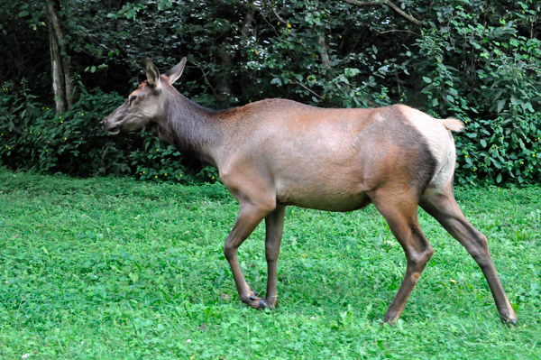 elk