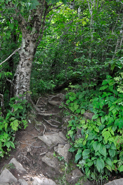 Trails near the parking lot 