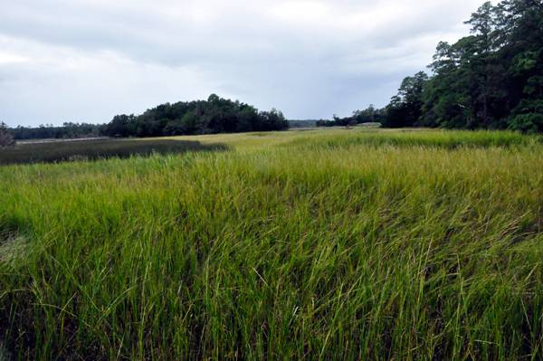 Salt Marsh Habitat