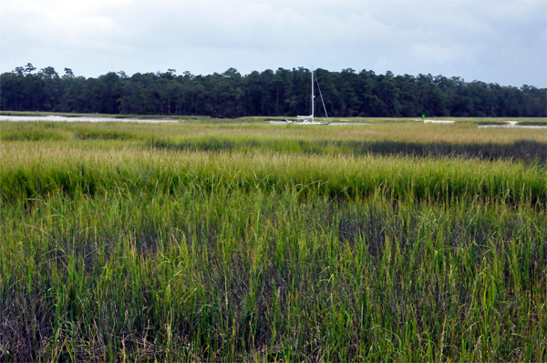 Salt Marsh Habitat